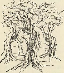 Ελιά δένδρο